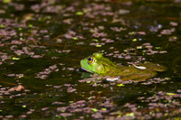 Bullfrog