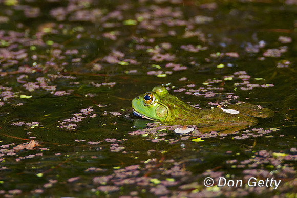 Bullfrog