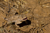 Horned Toad