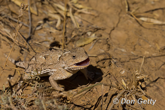 Horned Toad