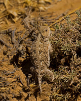 Horned Toad
