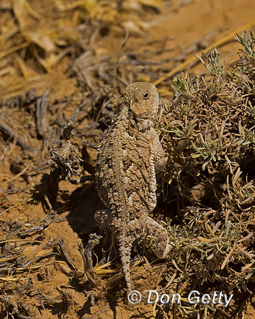 Horned Toad