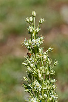 Monument Plant