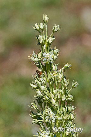 Monument Plant