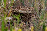 Prairie Rattlesnake