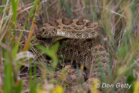 Prairie Rattlesnake