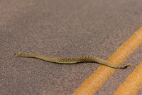 Prairie Rattlesnake
