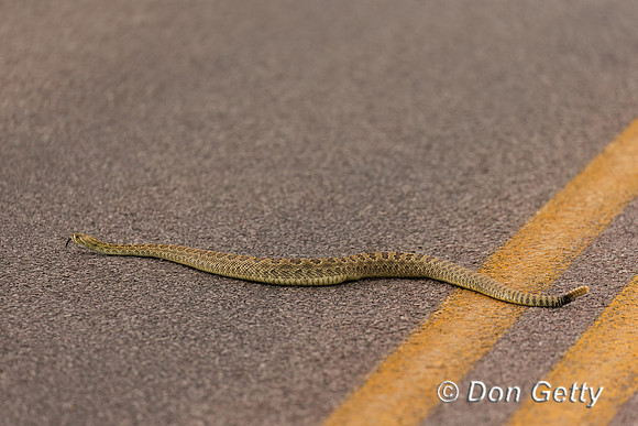 Prairie Rattlesnake