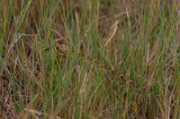 Prairie Rattlesnake