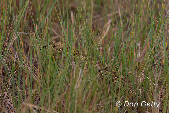 Prairie Rattlesnake
