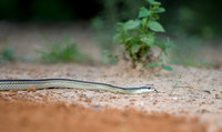 Western Patch-nosed Snake