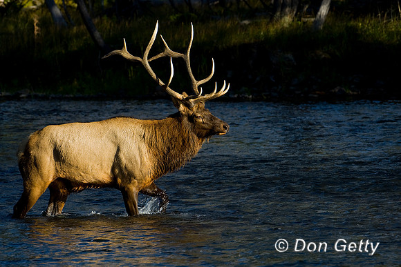 Elk_D4B7810