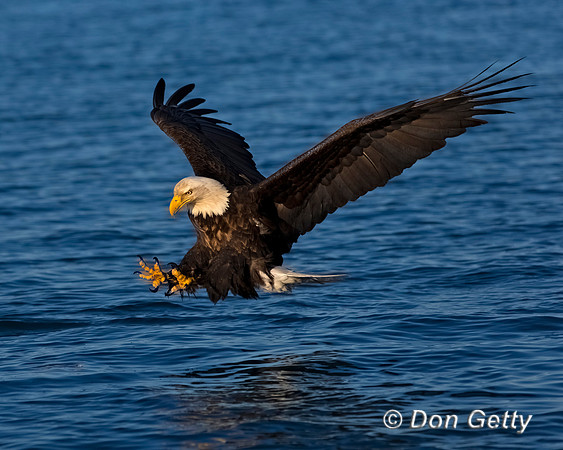 Bald Eagle
