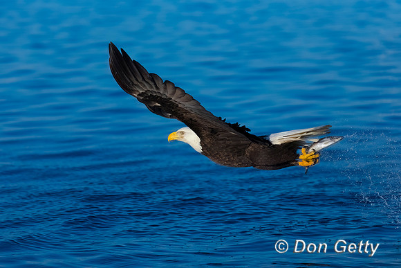 Bald Eagle