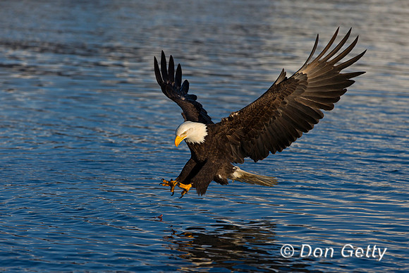 Bald Eagle