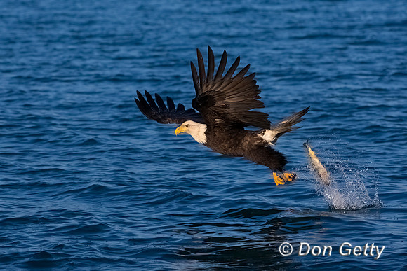 Bald Eagle