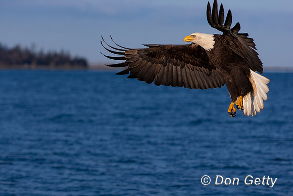 Bald Eagle