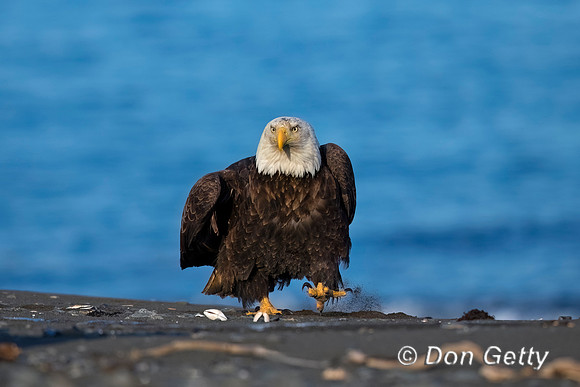 Bald Eagle