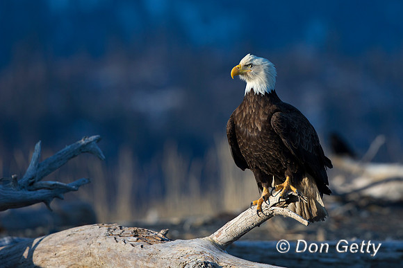 Bald Eagle