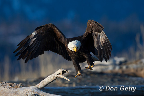 Bald Eagle