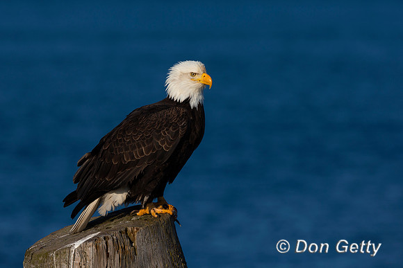 Bald Eagle