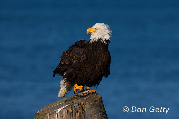 Bald Eagle