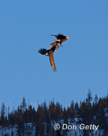 Bald Eagle