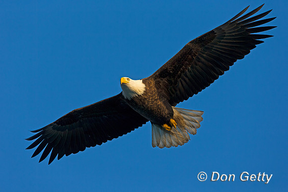 Bald Eagle
