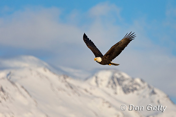 Bald Eagle