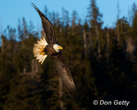 Bald Eagle