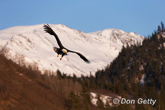 Bald Eagle