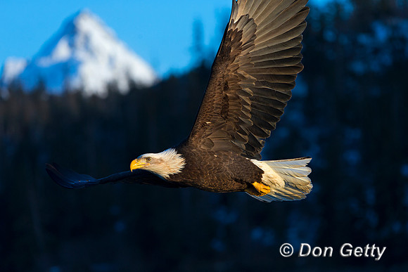 Bald Eagle