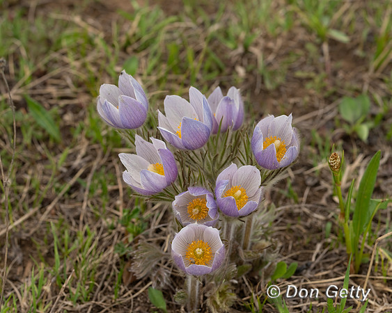 Pasque Flower