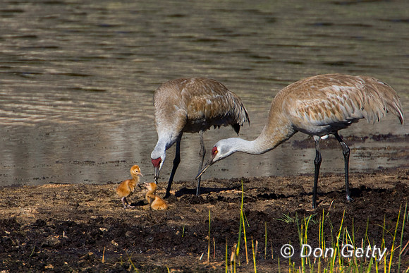 Sandhill Crane