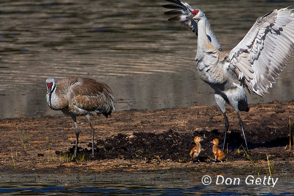 Sandhill Crane