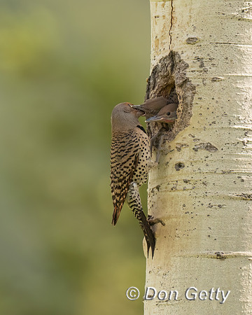 Northern Flicker