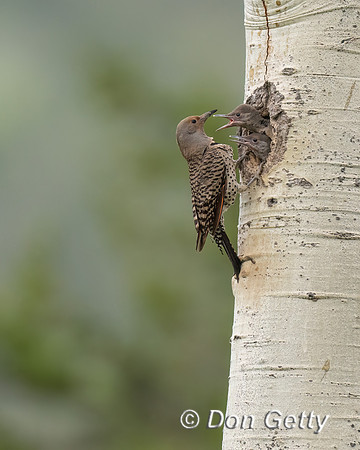 Northern Flicker