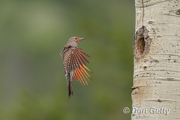 Northern Flicker