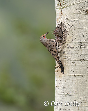 Northern Flicker