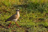 Crowned Lapwing