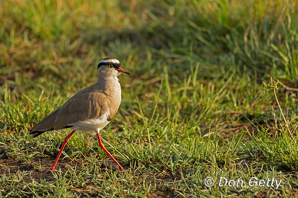 Crowned Lapwing