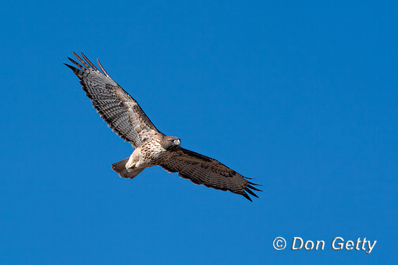 Red-tailed Hawk