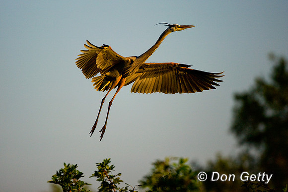 Heron_Grt_Blue_D4B6941