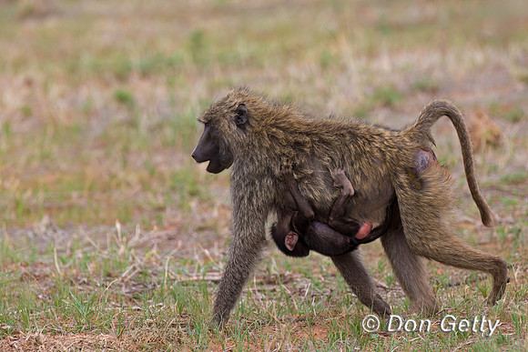 Baboon_O_45T0169