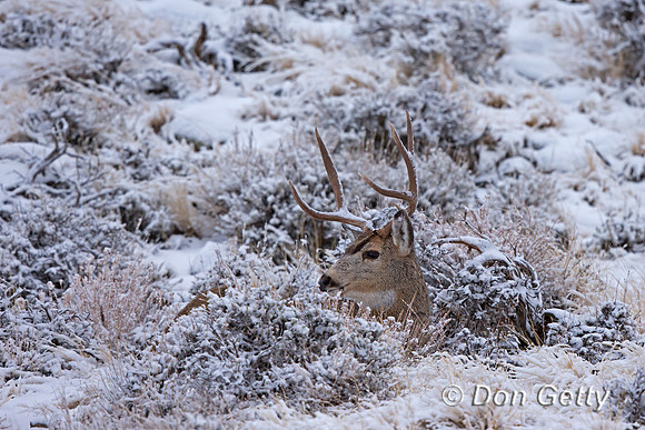Mule Deer