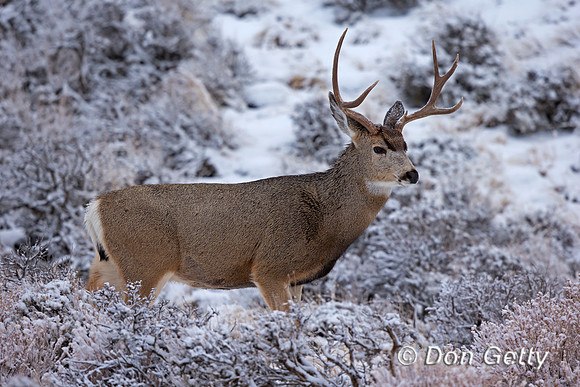 Mule Deer