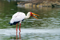 Stork_YB_Z2F5344