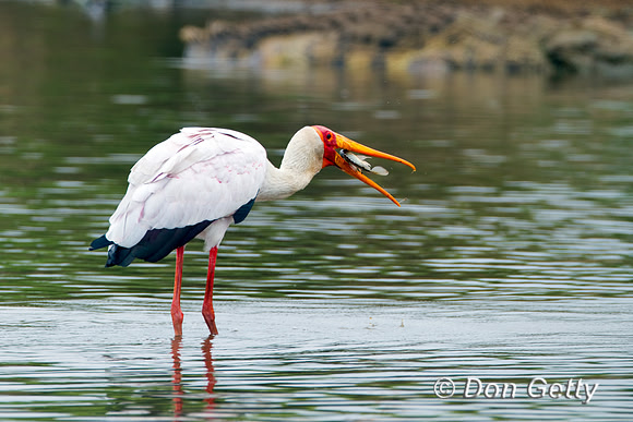 Stork_YB_Z2F5344