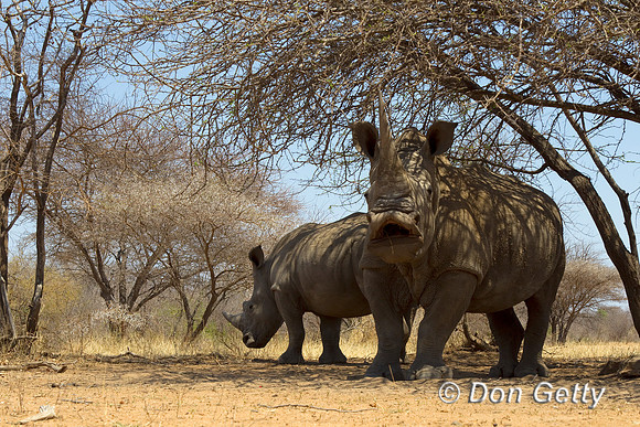 Rhino_W_Z2F2716