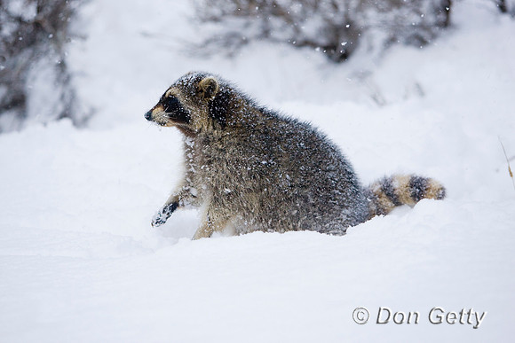 Raccoon_D4B2628